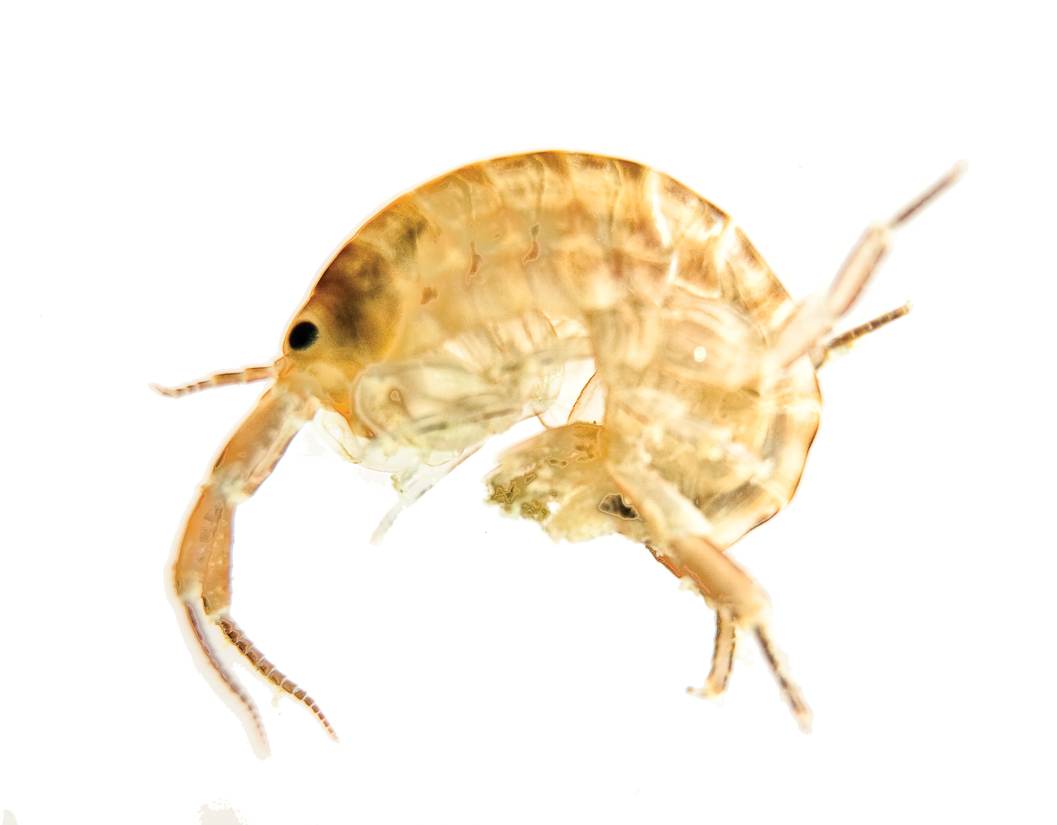 Amphipod