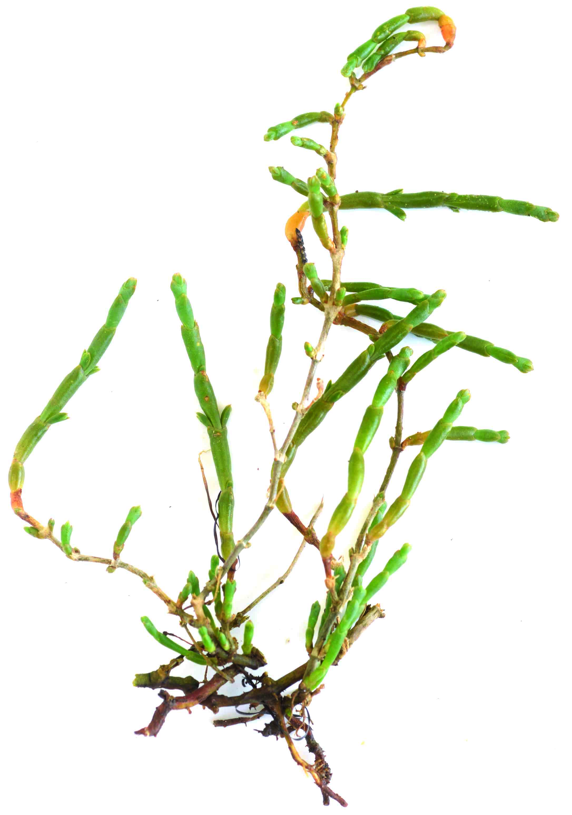 Glasswort