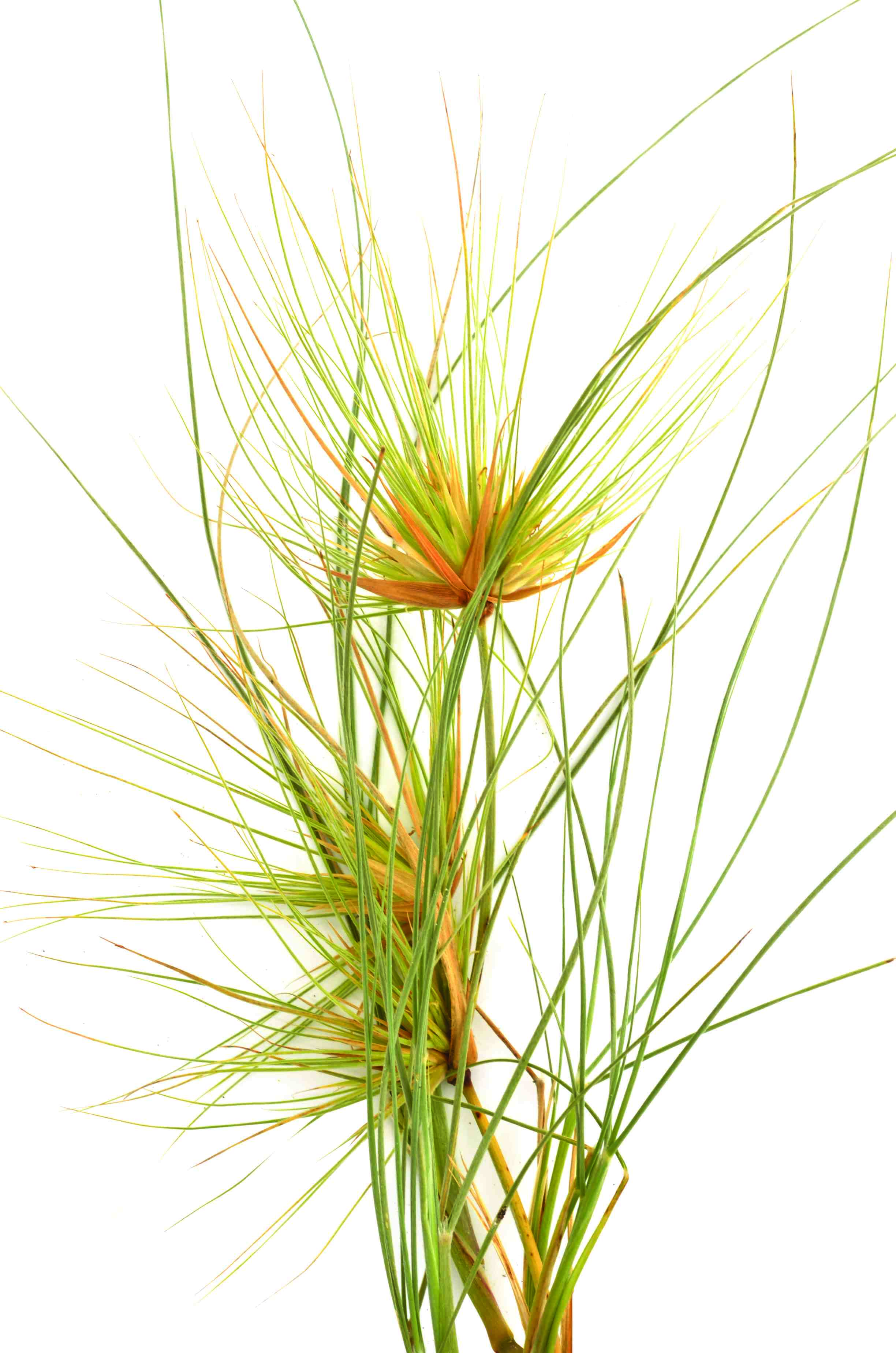 Spinifex