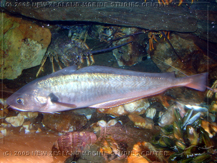Red cod shop